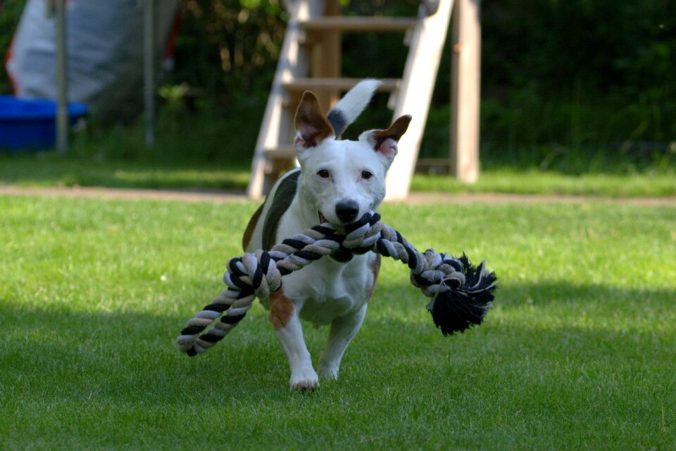 Pet dog hunting dog