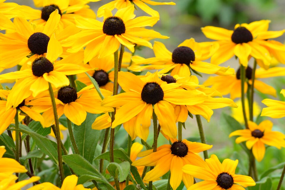Shining coneflower flower garden summer
