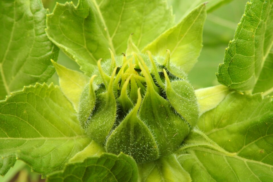 Green summer helianthus