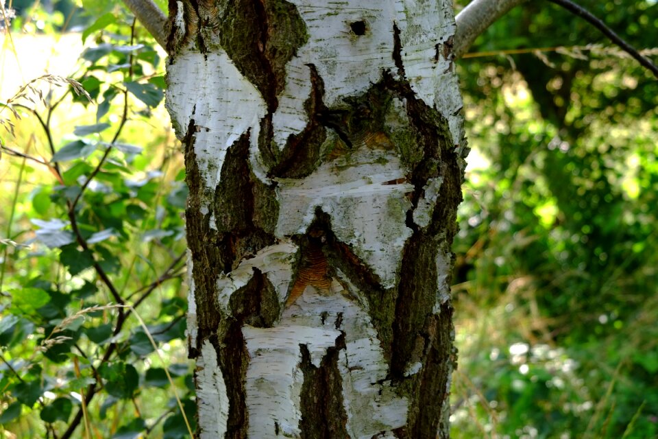 Tree log tribe photo