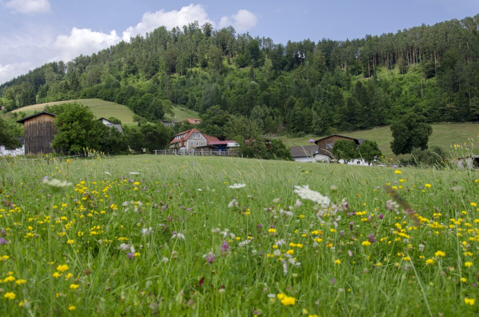 The countryside summer country
