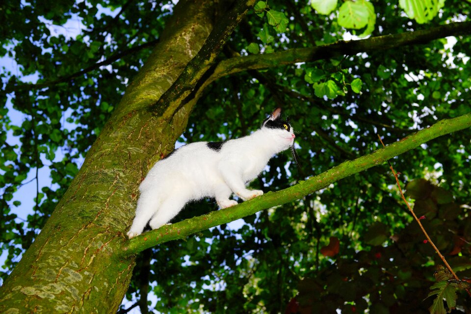 Young cat pet nature