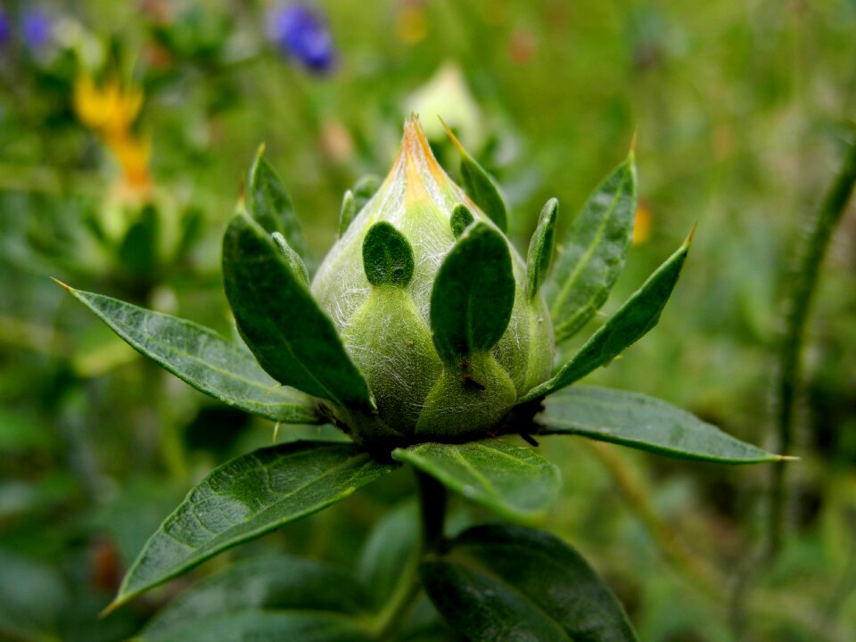 Plant ornamental foliage