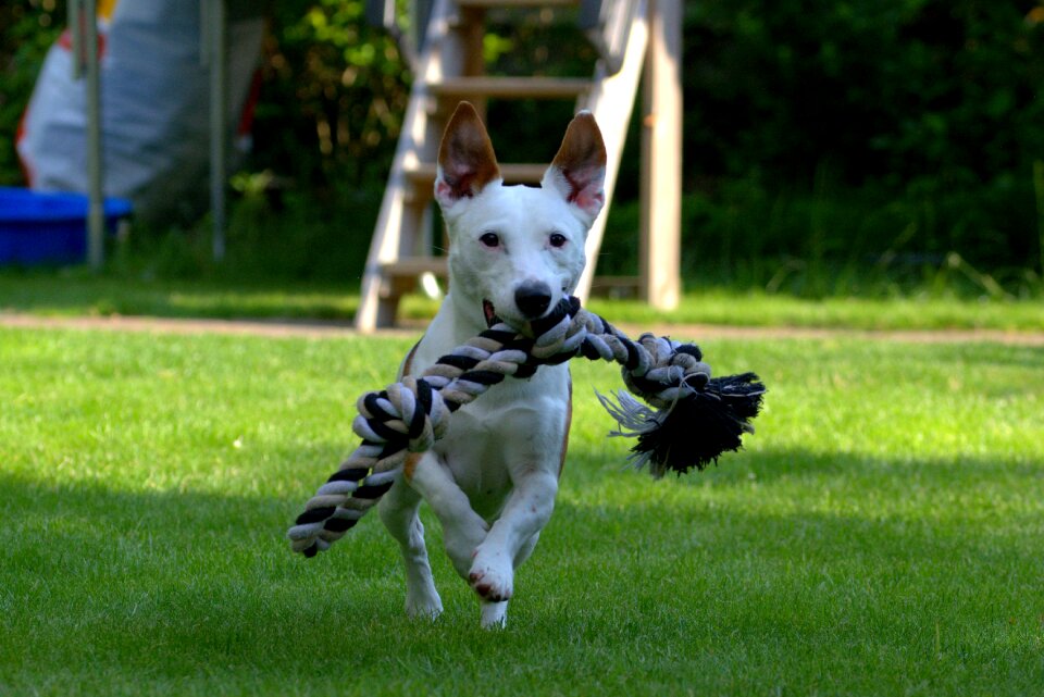 Pet dog hunting dog