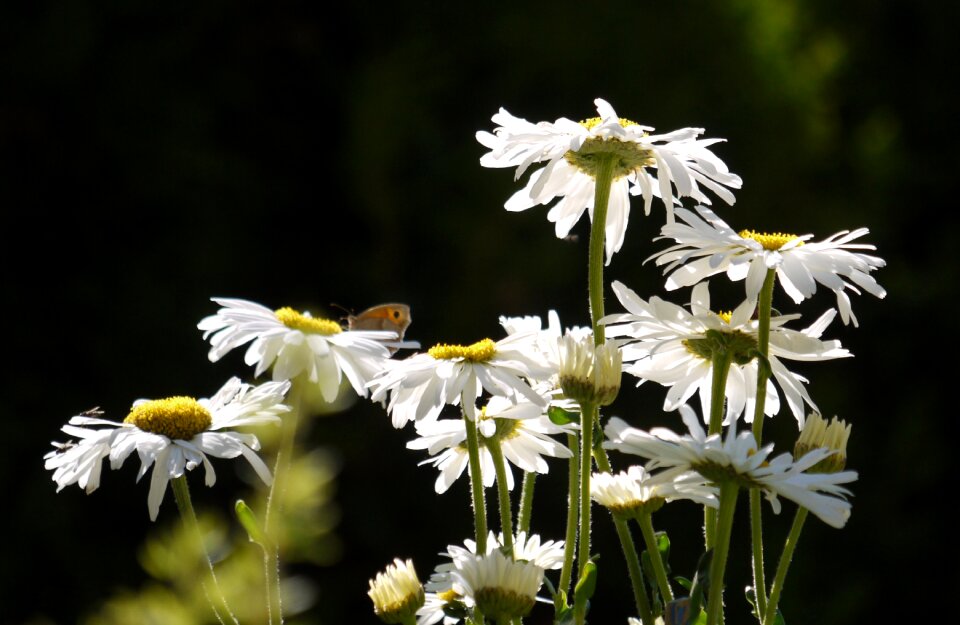 Backlighting flowers bud