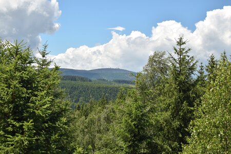 Survey forest clouds