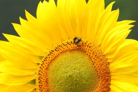 Blossom bloom yellow
