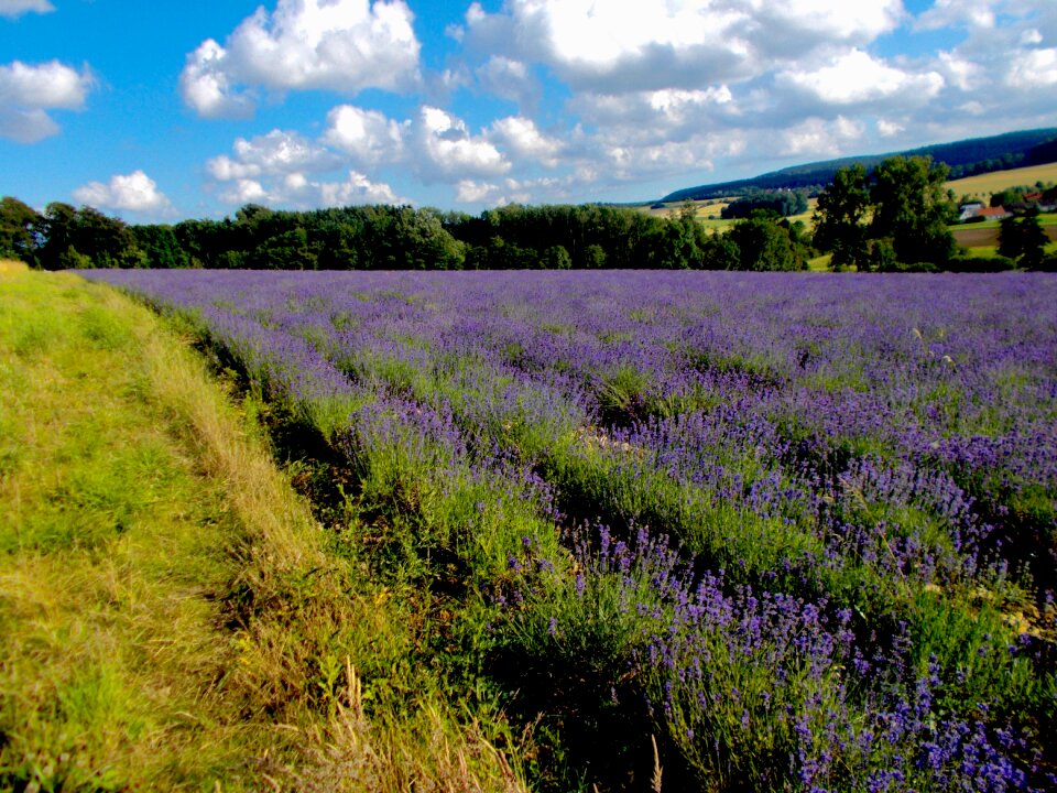 Lavandula officinalis true lavender lavandula angustifolia photo