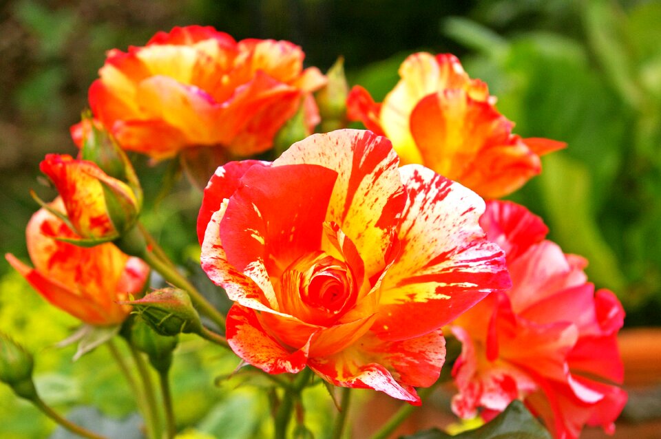 Bloom yellow red rose