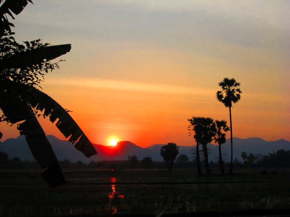 Palm trees silhouette evening