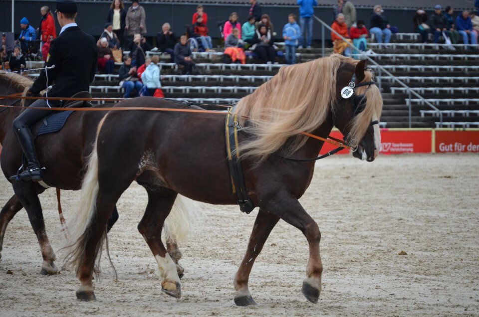 Driving school horse stallion stud
