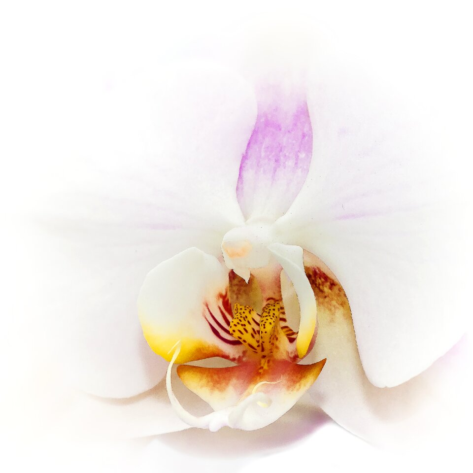 Tender blossom bloom