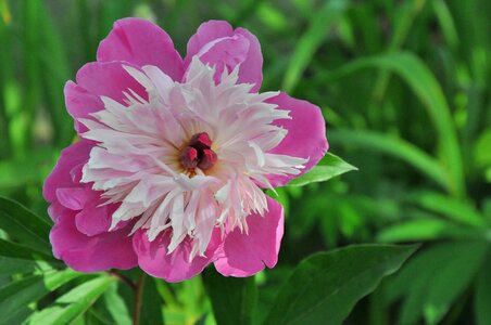 Pink peony may nature