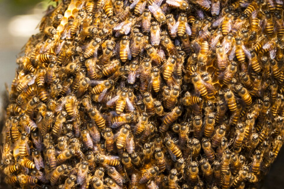 Insect hive honeycomb