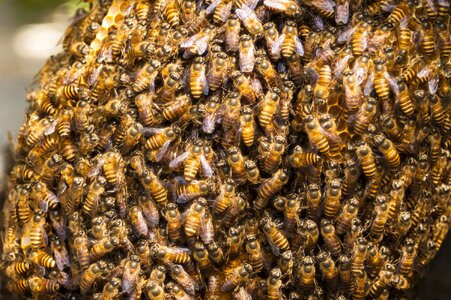 Insect hive honeycomb photo