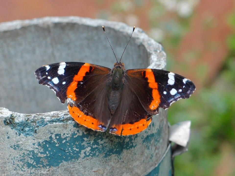 Closeup summer admiral