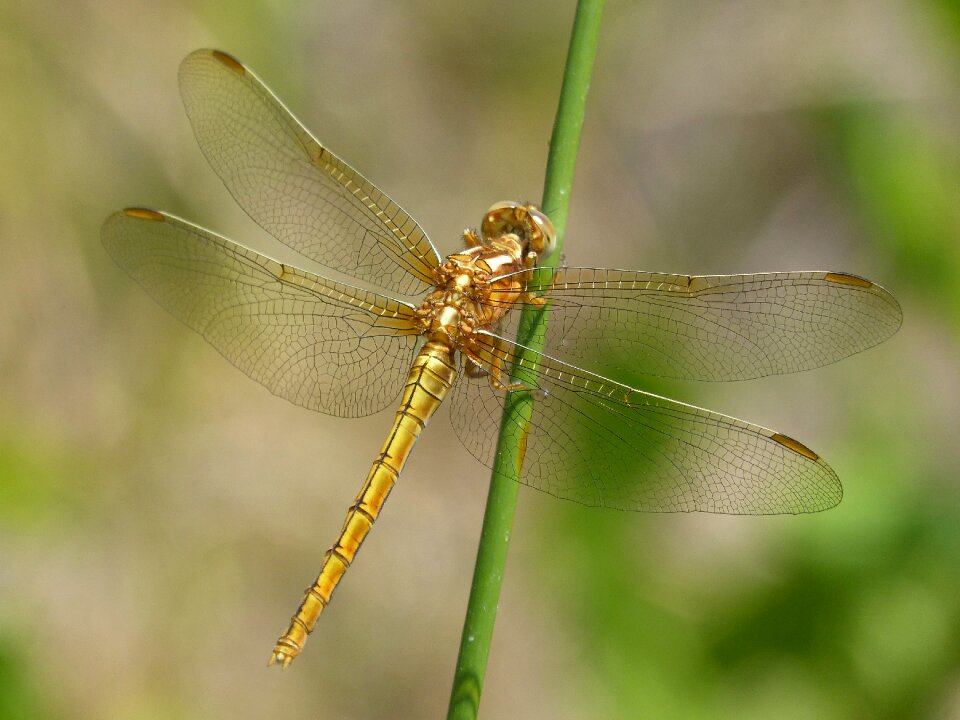 Insect stem pond