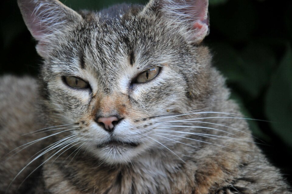 Young cat pet cat's eyes