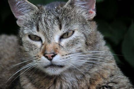 Young cat pet cat's eyes