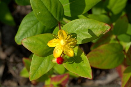 Hypericum perforatum plant yellow