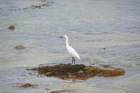Nature ornithology animal