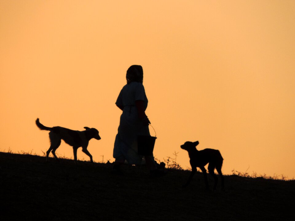 Animals prairie dog morocco