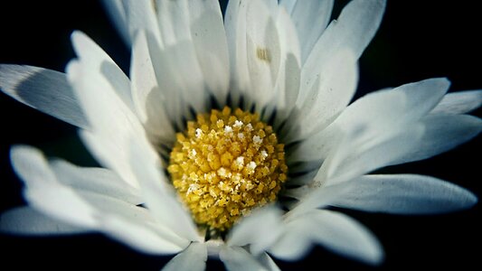 Spring nature flower