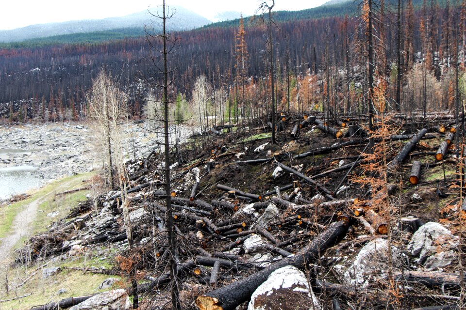 Alberta canada charred