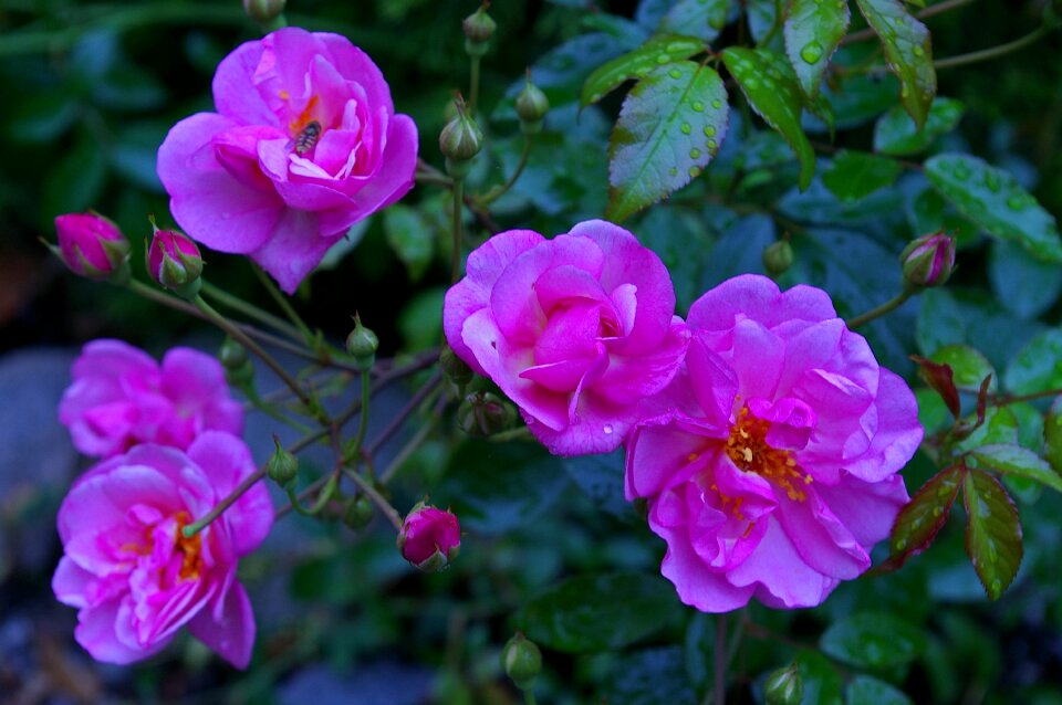 Rose garden blossom bloom