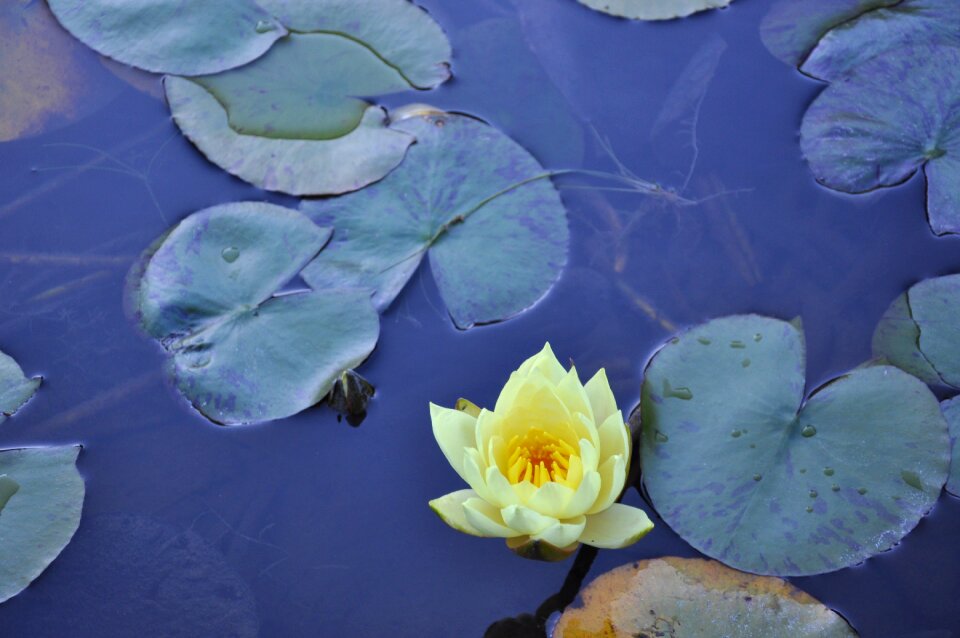 Pond aquatic plant yellow petals