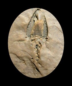 Nature fossils sagittacystis prima