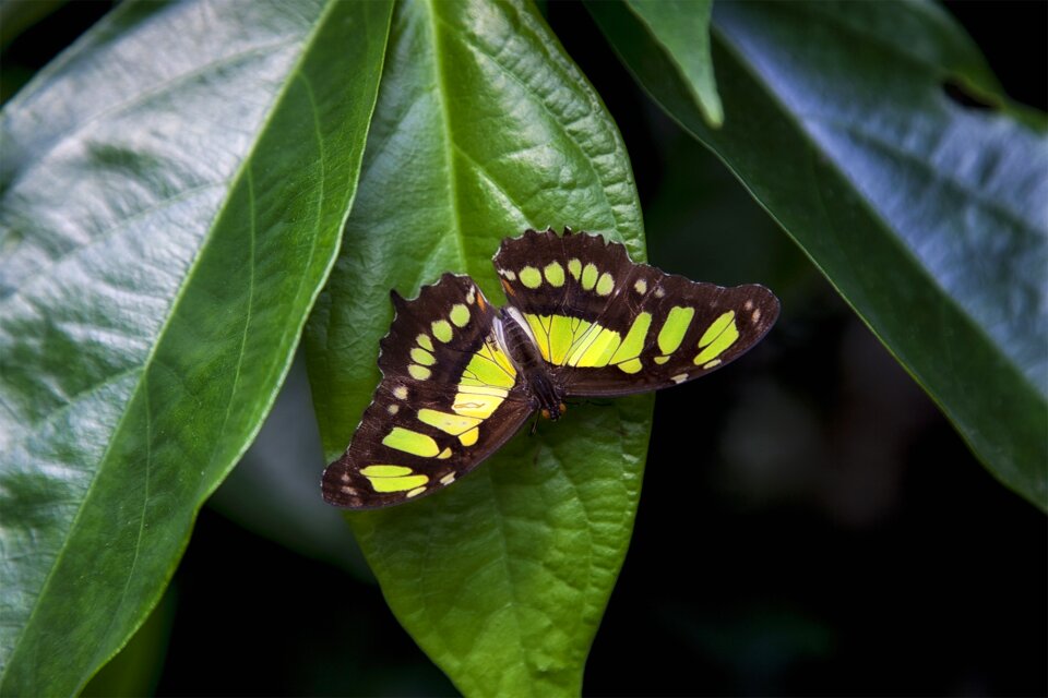 Wing animal nature
