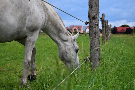 Graze fence landscape