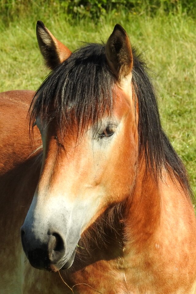 Kaltblut pferdeportrait horse head