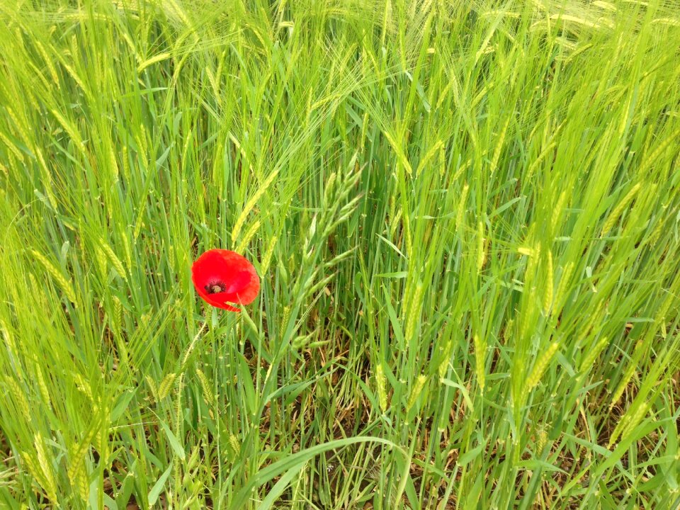 Summer red field