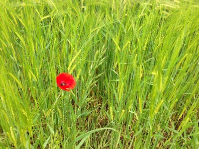 Summer red field photo