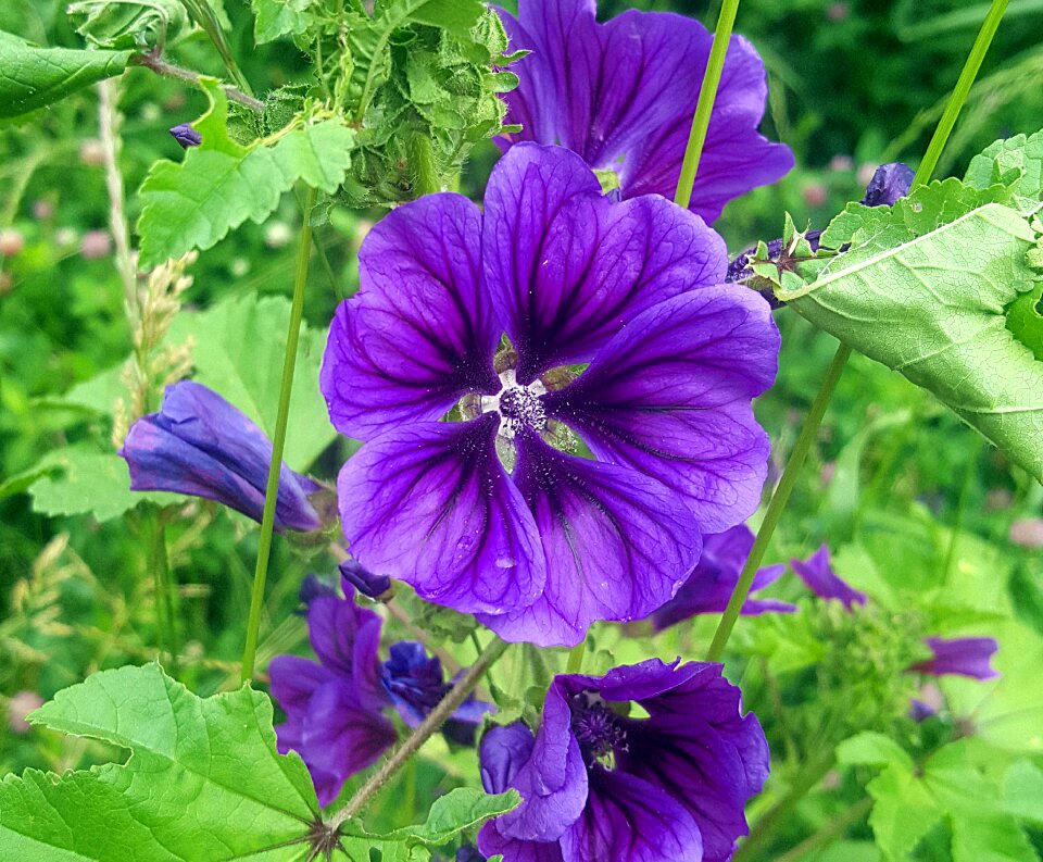 Purple black beautiful flower photo