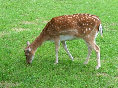 Roe deer nature close up photo