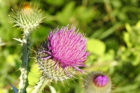 Thistle flower prickly thistle bud photo