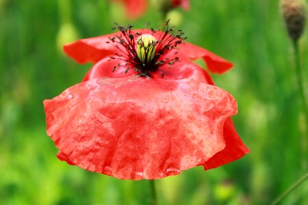 Red poppy poppy flower blossom photo