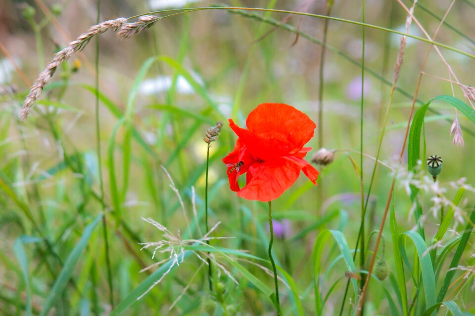 Hoverfly nature red poppy