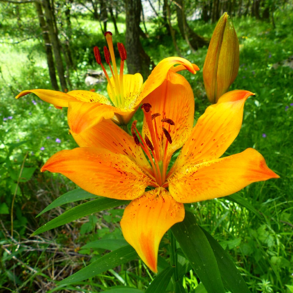 Summer flowers wild flowers color orange