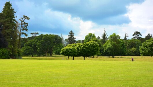 Green area meadow trees