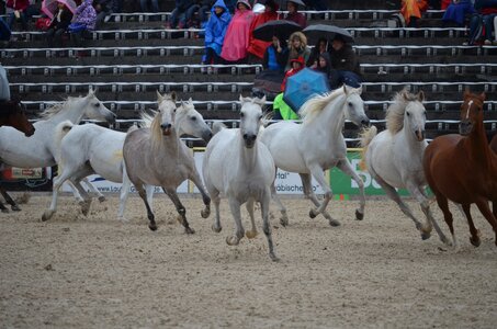 Mare thoroughbred arabian horse