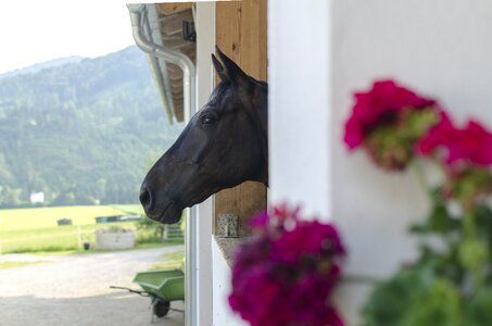 Farm stable barn
