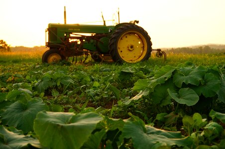 Green field pumpkin