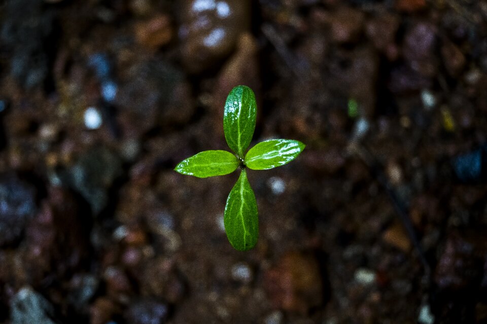 Micro nano ecology