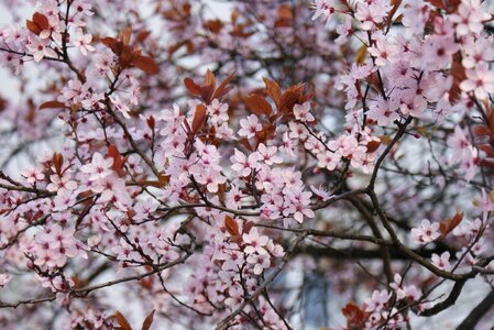 Flowers cherry blossom flourish