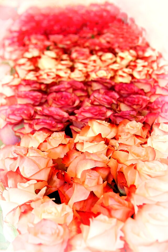 Close up roses flowers
