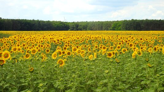 Bloom yellow summer